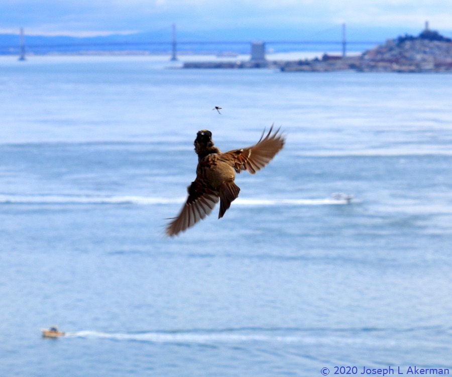 Crazy Sparrow Thinks it's a Hawk